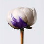 Shu Uemura Yubi Blonde Antibrass Purple Mask 200ml