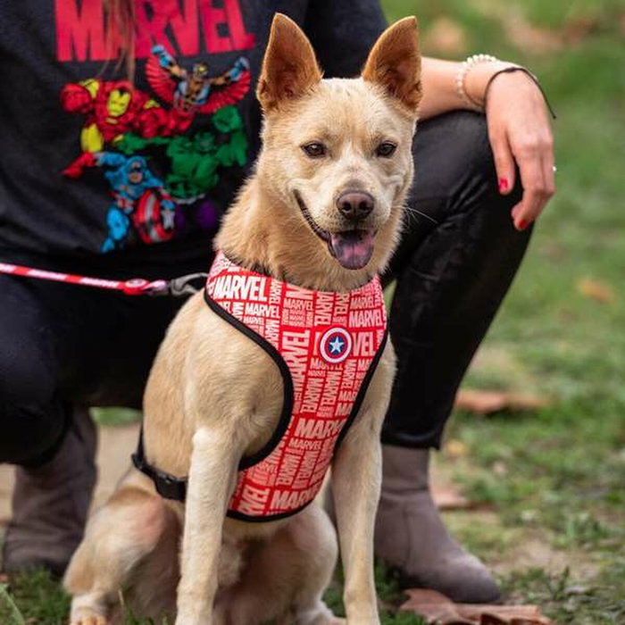 Cerdá Arnés para Perros Marvel XXS/XS Rojo