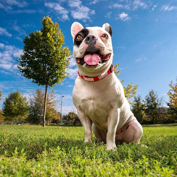 Marvel T2XS:XS/s Collar Premium para Perros Talla XS/S Color Red