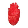 Halloween Depot Corazón Humano Decorativo Realista Rojo 17x9 cm