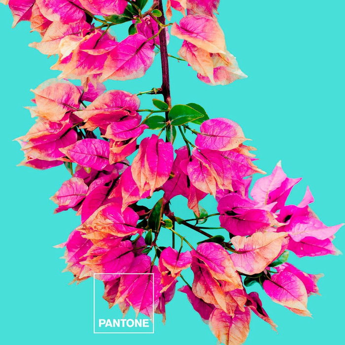 Juego de Sábanas Bugnavilla Pantone Juego de Sábanas Bugnavilla Pantone