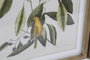 DKD Home Decor Cuadro Tropical Botanic Aves Verde Beige Abeto Cristal 55 x 70 x 2.5 cm (4 Unidades)