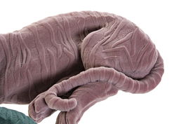 DKD Home Decor Figura Tigre Resina Rosa Palo Verde 17.5 x 13.3 x 36 cm (2 Unidades)