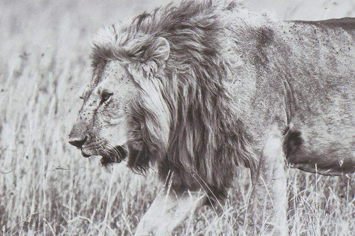 DKD Home Decor Cuadro Colonial Blanco Negro 3.5 x 32 x 92.5 cm (3 Unidades)