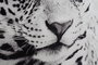 DKD Home Decor Cuadro Leopardo Negro Blanco Cristal Aluminio 100 x 100 cm (2 Unidades)
