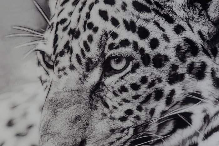 DKD Home Decor Cuadro Leopardo Negro Blanco Cristal Aluminio 100 x 100 cm (2 Unidades)