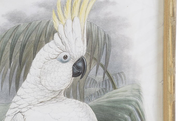 DKD Home Decor Cuadro Colonial Beige Verde Bambú Cristal Cacatúa 70 x 50 x 2.8 cm (2 Unidades)