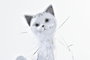 DKD Home Decor Figura de Gato Brillante Blanco en Resina