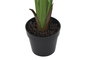 DKD Home Decor Árbol del Viajero Verde 60x60x174 cm