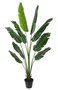 DKD Home Decor Árbol del Viajero Verde 60x60x174 cm