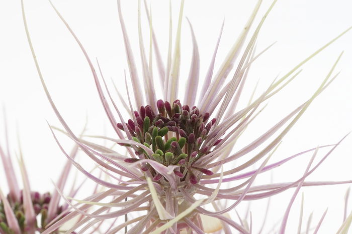 DKD Home Decor Planta Marron Verde 40 x 40 x 120 cm (2 Unidades)