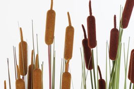 DKD Home Decor Planta Burdeos Mostaza 40 x 120 x 40 cm (2 Unidades)