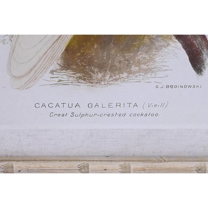 DKD Home Decor Cuadro Cristal Bambú Cacatua Set de 4 Surtido 50x2,8x65 cm