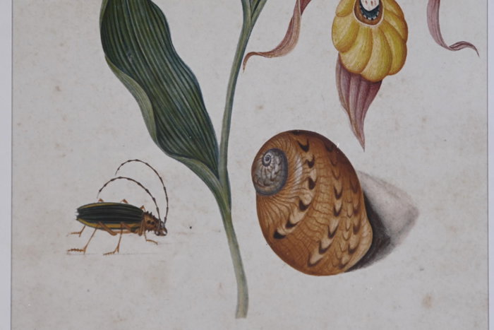 DKD Home Decor Cuadro Cottage Gris Verde Flores Cristal Abeto 50 x 70 x 2.5 cm (4 Unidades) DKD Home Decor Cuadro Cottage Gris Verde Flores Cristal Abeto 50 x 70 x 2.5 cm (4 Unidades)