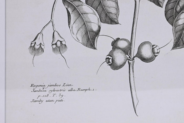 Cuadro Cottage DKD Home Decor Beige Verde 2 x 65 x 50 cm (4 Unidades)