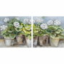 DKD Home Decor Cuadro Lienzo Pino 80x3,5x80 Macetas Surtido de 2