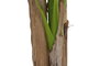 DKD Home Decor Planta Banana Verde 90 x 240 x 90 cm (2 Unidades) Terraza y Jardín