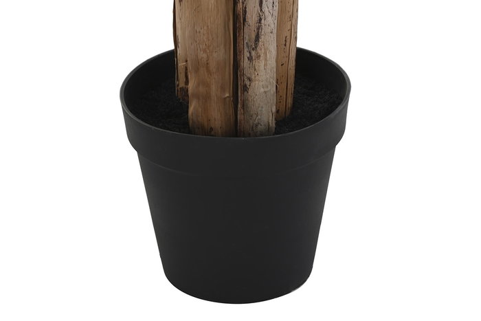 DKD Home Decor Planta Banana Verde 90 x 240 x 90 cm (2 Unidades) Terraza y Jardín