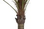 DKD Home Decor Palmera Decorativa Verde Beige Poliester Pp 100 x 205 x 100 cm (2 Unidades)