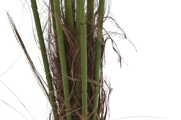 DKD Home Decor Planta Terraza Y Jardin Verde 100 x 100 x 240 cm