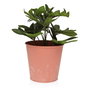 Maceta Versa Zink Naranja Metal (14 cm)