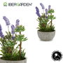 IBERGARDEN Planta Artificial Lavanda Maceta Cemento Gris Morado Verde 31x23x16 cm (Set de 8)