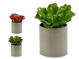 Ibergarden Maceta Planta Hoja Ondulada 3 Colores Surtidos 20 cm x 25 cm x 20 cm (Set de 12)