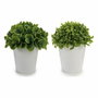 Ibergarden Maceta Blanca Hojas Cortas 2 Modelos (Pack de 24)