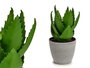Ibergarden Maceta Planta Aloe Vera Grande 15x23.5x15 cm Verde/Gris Plástico (Set de 12)