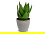 Ibergarden Maceta Planta Aloe Vera Grande 15x23.5x15 cm Verde/Gris Plástico (Set de 12)