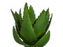 Ibergarden Planta Aloe Vera 13 x 24.5 x 14 cm Plástico Verde (Set de 18)