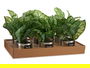 Ibergarden Planta Artificial Verde Lata Plata 26 cm x 26 cm x 26 cm (Set de 12)