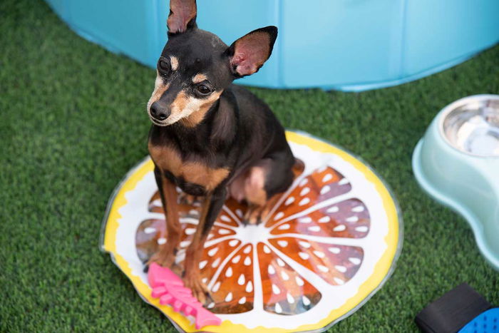 Mascow Alfombra Refrescante para Mascotas Naranja 35 x 35 cm (Set de 12)