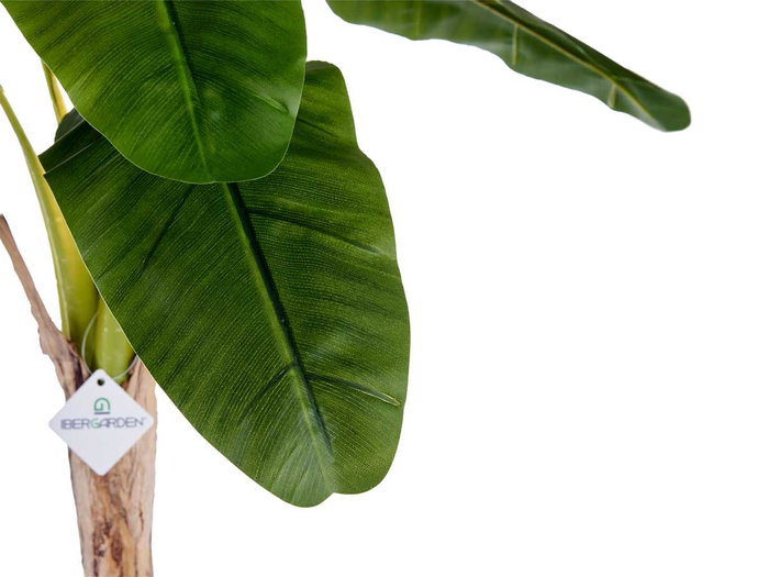 Ibergarden Planta Bananera Pequeña con Maceta 120 cm