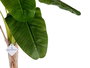 Ibergarden Planta Bananera Pequeña con Maceta 120 cm
