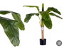 Ibergarden Planta Bananera Pequeña con Maceta 120 cm
