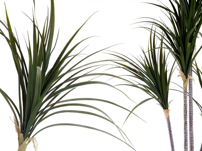 Ibergarden Planta con Maceta Hoja Estrecha Pequeña 140 cm (Al) x 80 cm (An) x 85 cm (La)