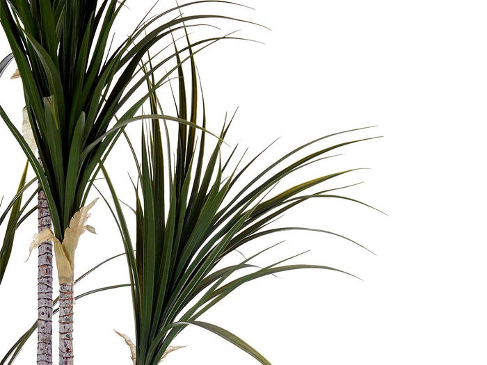 Ibergarden Planta con Maceta Hoja Estrecha Pequeña 140 cm (Al) x 80 cm (An) x 85 cm (La)