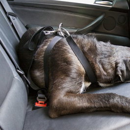 MOT Arnés CS12 para Perro Talla L