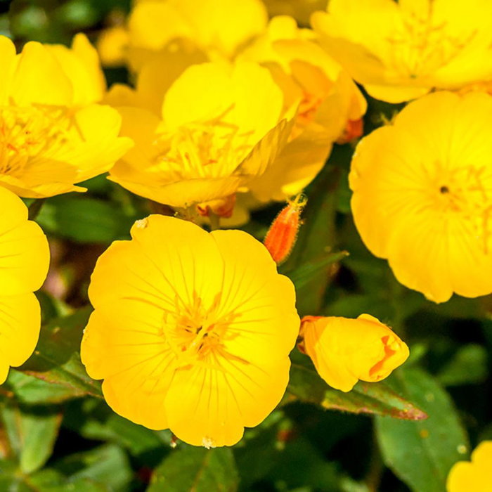 Kiehl's Aceite Limpiador Mid Recovery Cleansing Oil 180 ml