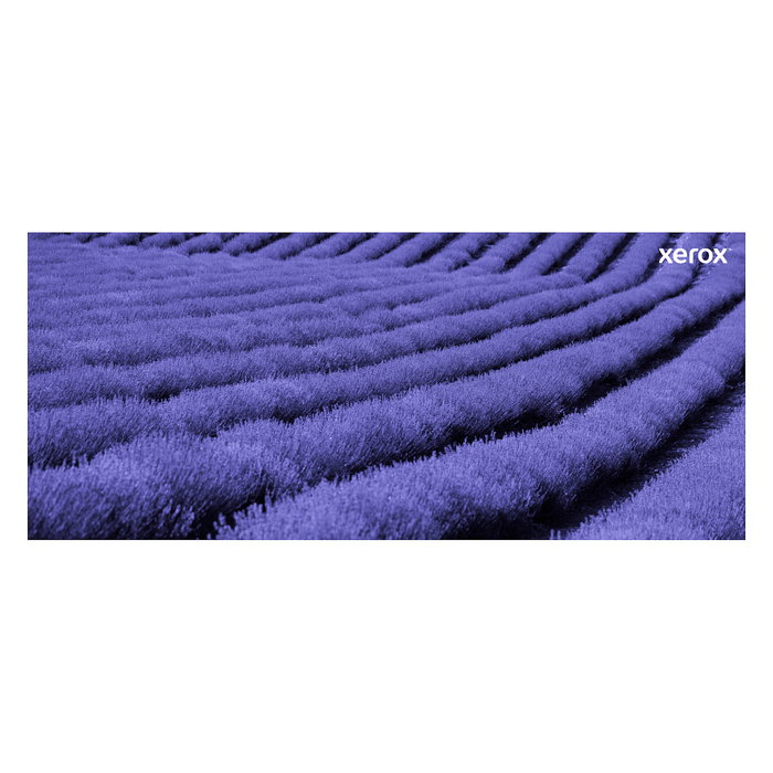 Xerox 106R03860 Cartucho de Tóner Magenta Original, Rendimiento Estándar (2400 páginas), Compatible con VersaLink C500 y C505 Xerox 106R03860 Cartucho de Tóner Magenta Original, Rendimiento Estándar (2400 páginas), Compatible con VersaLink C500 y C505