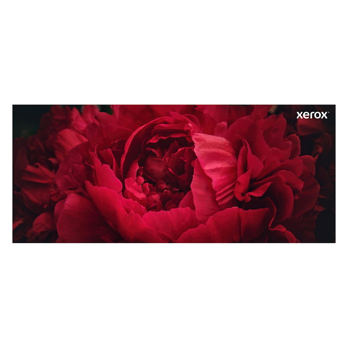 Xerox 106R03860 Cartucho de Tóner Magenta Original, Rendimiento Estándar (2400 páginas), Compatible con VersaLink C500 y C505 Xerox 106R03860 Cartucho de Tóner Magenta Original, Rendimiento Estándar (2400 páginas), Compatible con VersaLink C500 y C505