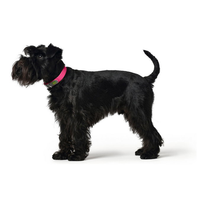 Hunter Collar Convenience Fucsia XS-S