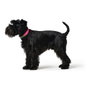 Hunter Collar Convenience Fucsia XS-S