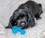 Nylabone X Bone Puppy Teething XS Sabor a Ternera (Set de 24)