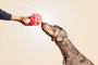 Juguete para perros Gloria Dispensador Golosinas Goma (12 cm)