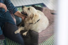 Hunter Sofá Boston 80x60 cm Marrón para Perros, Cómodo con Funda Extraíble y Lavable
