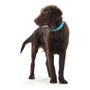 Hunter Collar Convenience Turquesa XS-S
