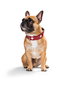 Hunter Collar Suizo 41-49 cm Rojo-Negro Clásico de Cuero Blando y Cómodo con Doble Costura