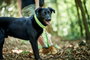 Hunter Collar Hilo Vario Plus XL para Perros Cuello 45-70 cm Lima Transpirable y Refrescante